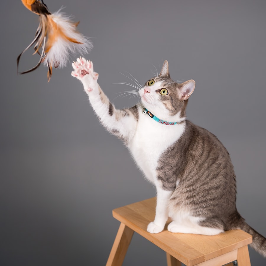 Kedi Oltası